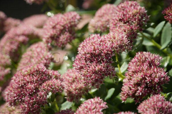 Rozchodnikowiec, rozchodnik Matrona - Sedum