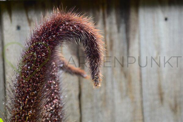 Rozplenica japońska Black Beauty - Pennisetum alopecuroides