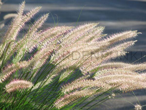Rozplenica japońska Hameln - Pennisetum alopecuroides