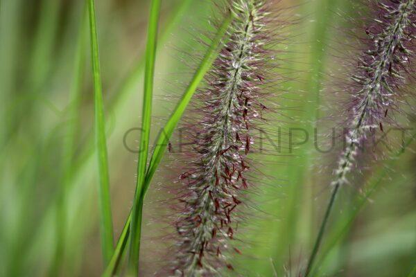 Rozplenica japońska Viridescens - Pennisetum alopecuroides