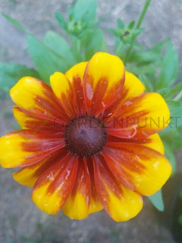 Rudbekia Littlebeckia Sunrise PBR - Rudbeckia x hybrida