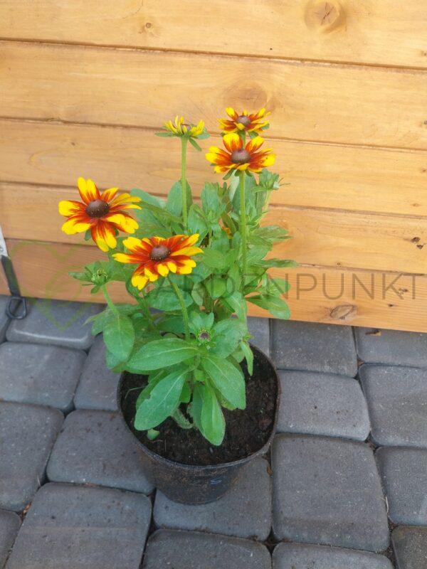 Rudbekia Littlebeckia Sunrise PBR - Rudbeckia x hybrida - obrazek 2