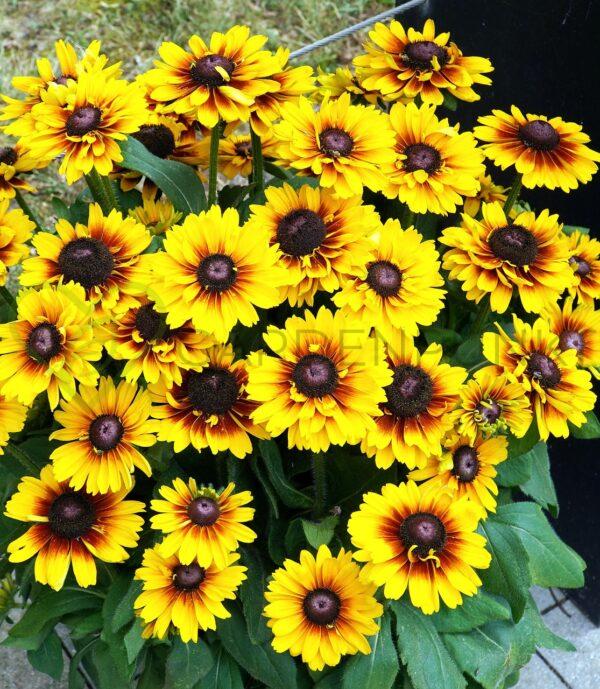 Rudbekia SmileyZ Divine PBR - Rudbeckia x hybrida