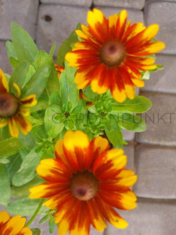 Rudbekia SmileyZ Loving PBR - Rudbeckia x hybrida