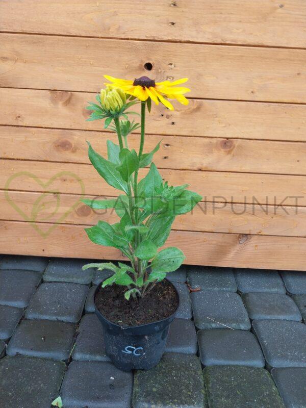 Rudbekia Sunbeckia Carolina PBR - Rudbeckia x hybrida - obrazek 2