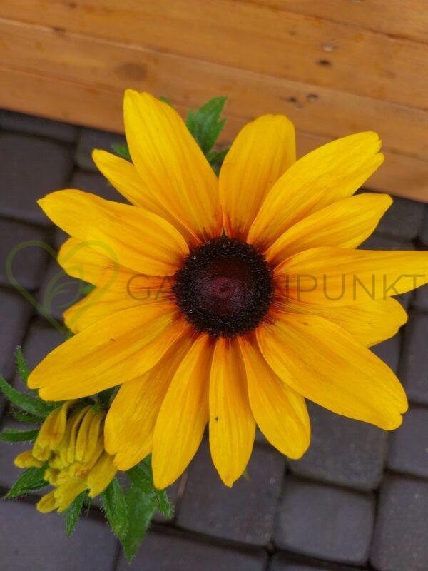 Rudbekia Sunbeckia Carolina PBR - Rudbeckia x hybrida