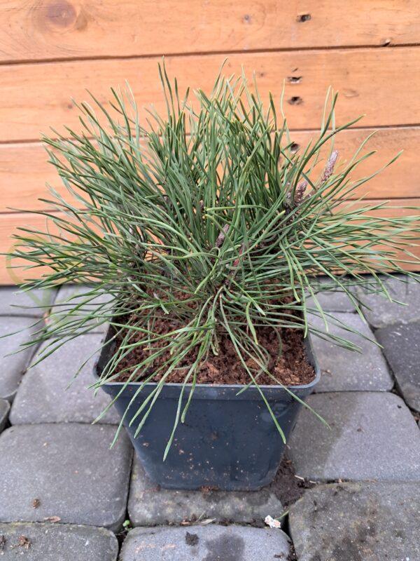 Sosna kosodrzewina - Pinus mugo var. pumilio - obrazek 2
