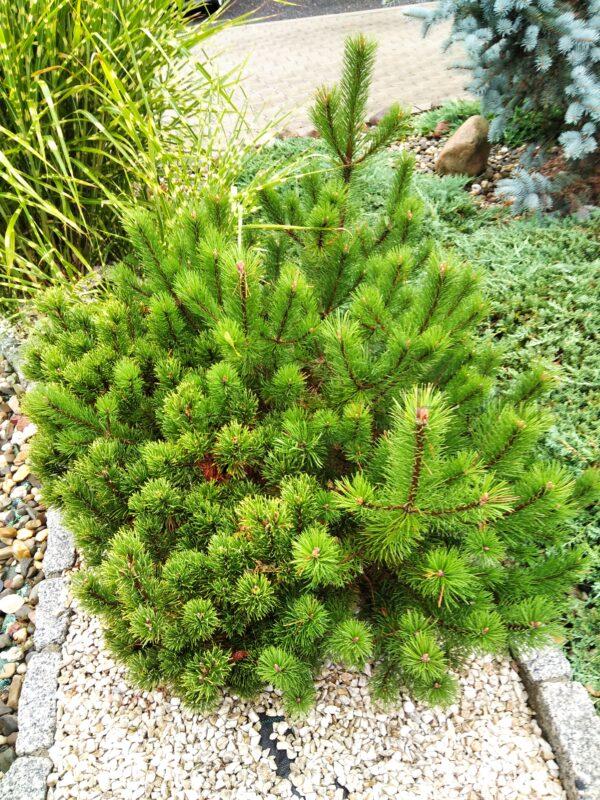 Sosna kosodrzewina - Pinus mugo var. pumilio