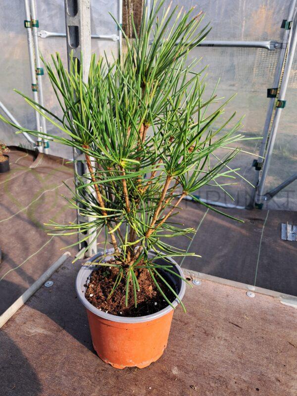 Sośnica japońska - Sciadopitys verticillata - obrazek 2
