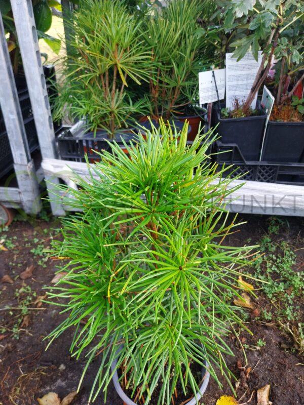 Sośnica japońska - Sciadopitys verticillata - obrazek 3
