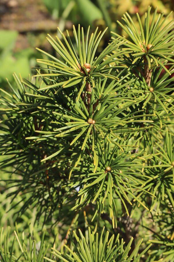 Sośnica japońska - Sciadopitys verticillata