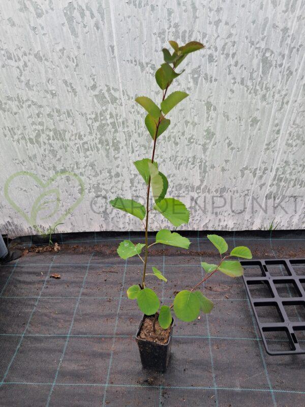 Świdośliwa olcholistna Thiessen - Amelanchier alnifolia