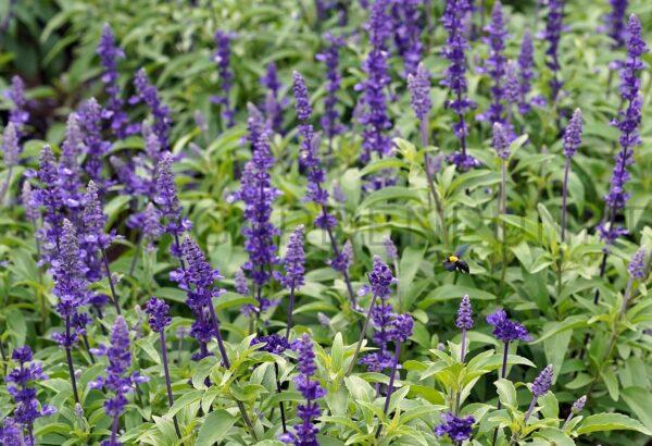 Szałwia jesienna Blue Note - Salvia gregii
