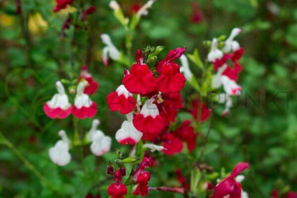 Szałwia jesienna Cherry Lips PBR - Salvia gregii