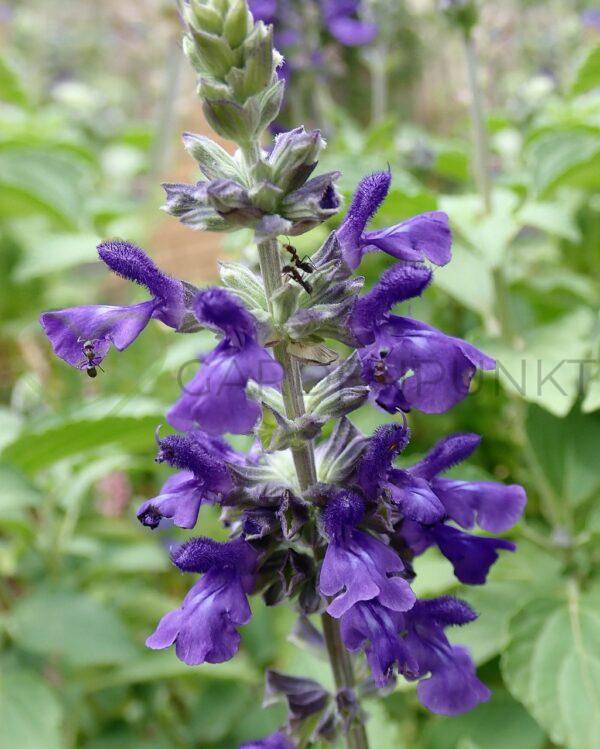 Szałwia omszona Black and Blue - Salvia hybrida