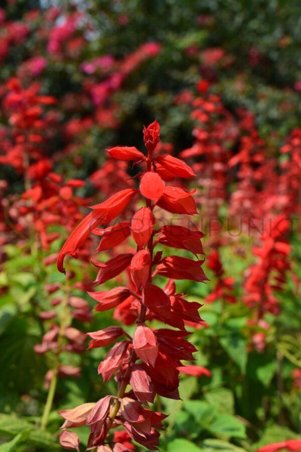 Szałwia omszona Ember's Wish - Salvia hybrida
