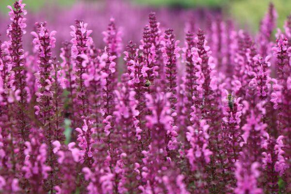 Szałwia omszona Royal Magenta - Salvia nemorosa