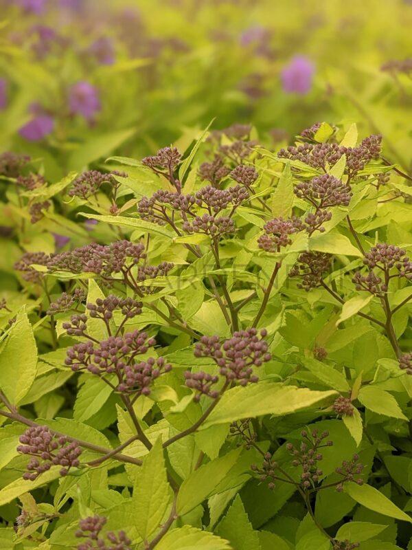 Tawuła japońska Candelight - Spiraea japonica