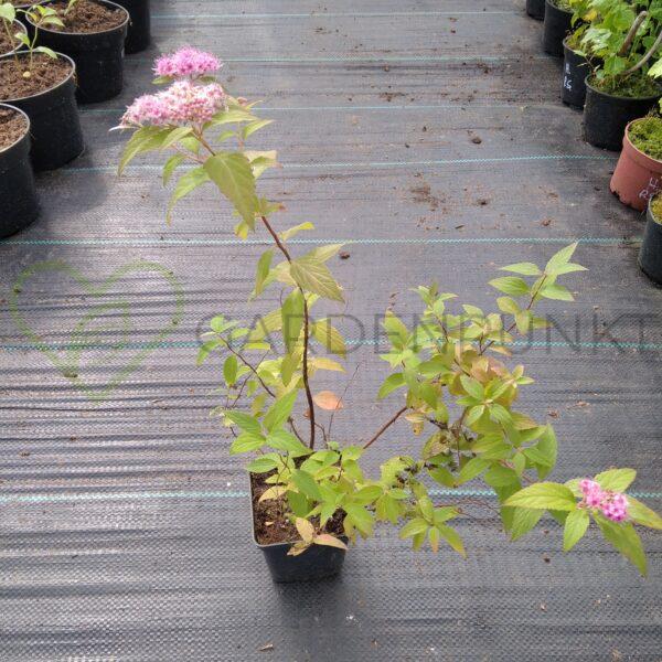 Tawuła japońska Manon - Spiraea japonica - obrazek 2