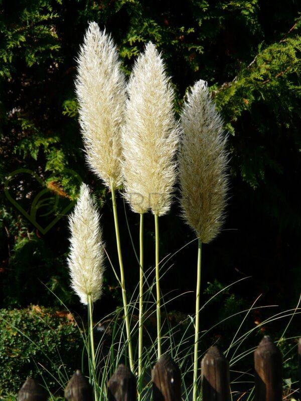 Trawa pampasowa White Feather - Cotaderia selloana