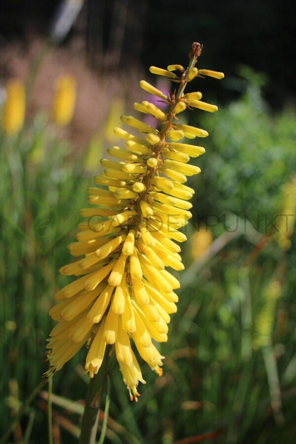 Trytoma Poco Citron - Kniphofia