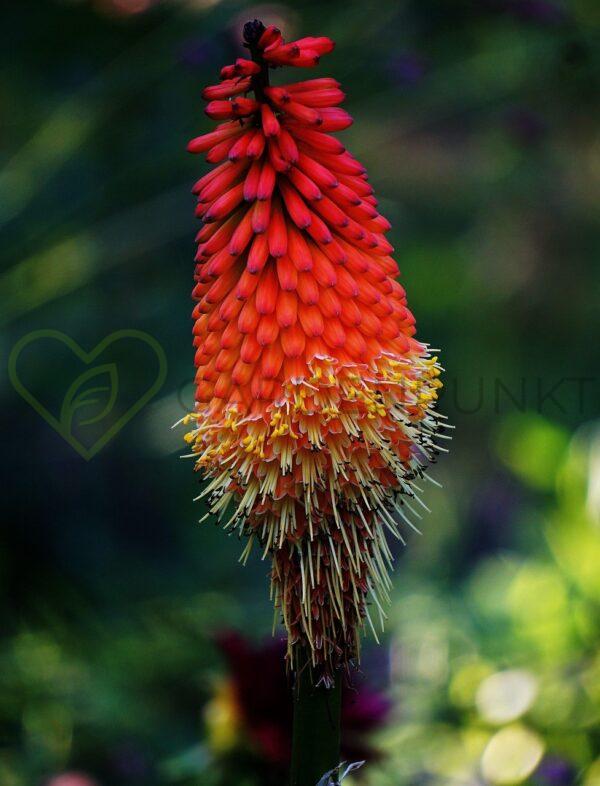 Trytoma Poco Red - Kniphofia