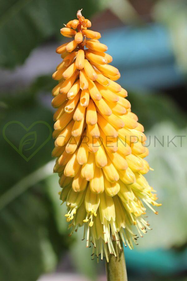 Trytoma Poco Yellow - Kniphofia