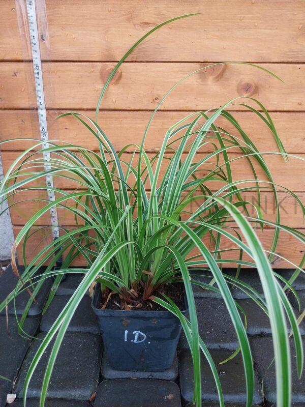 Turzyca Morrowa Ice Dance - Carex morrowi