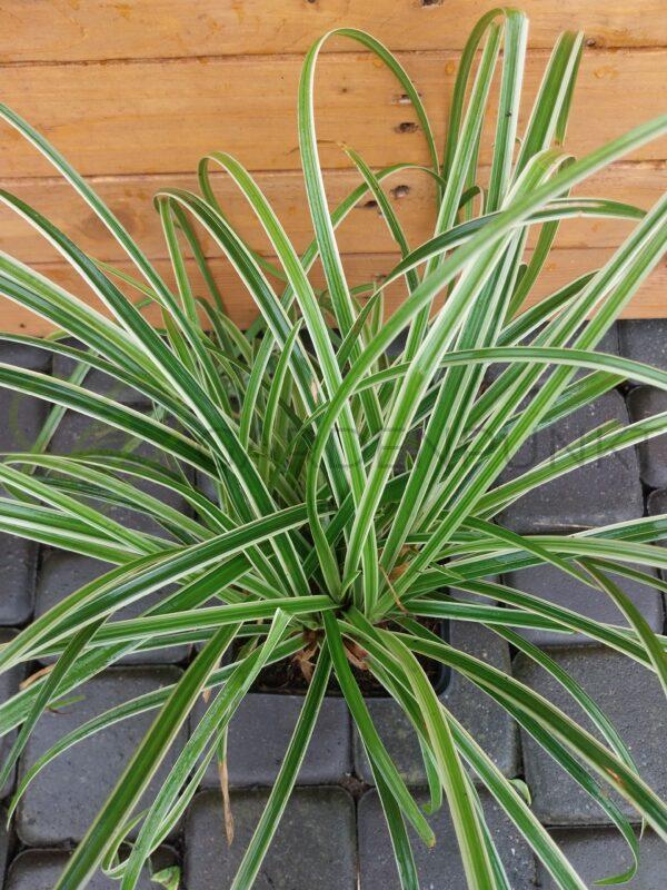Turzyca Morrowa Ice Dance - Carex morrowi - obrazek 2