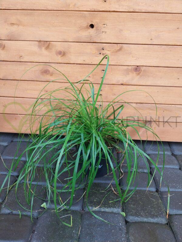 Turzyca oszimska Evergreen - Carex oshimensis