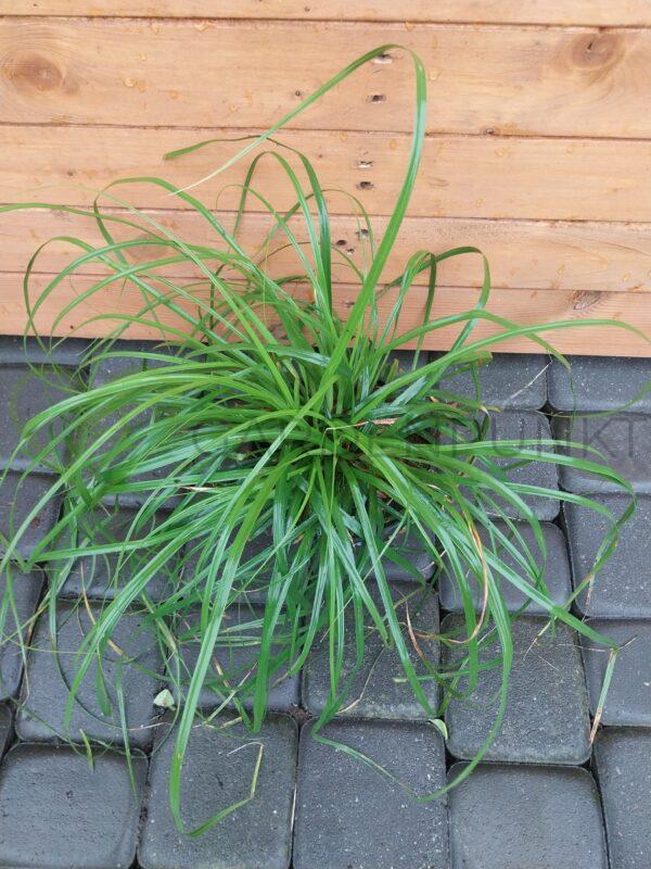 Turzyca oszimska Evergreen - Carex oshimensis - obrazek 2