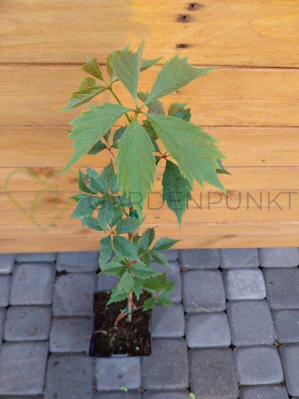 Winobluszcz pięciolistkowy - Parthenocissus quinquefolia - obrazek 2