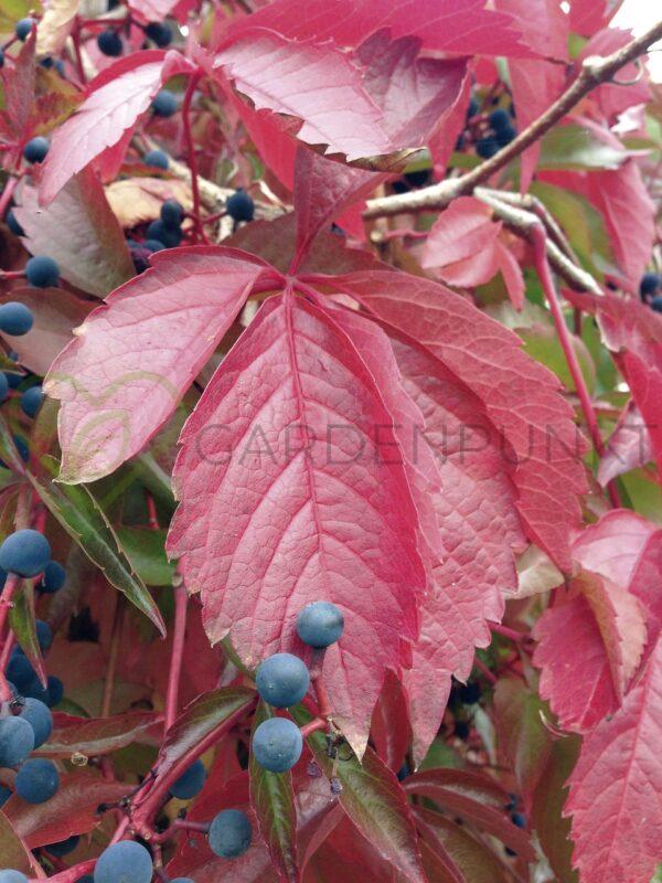 Winobluszcz pięciolistkowy - Parthenocissus quinquefolia