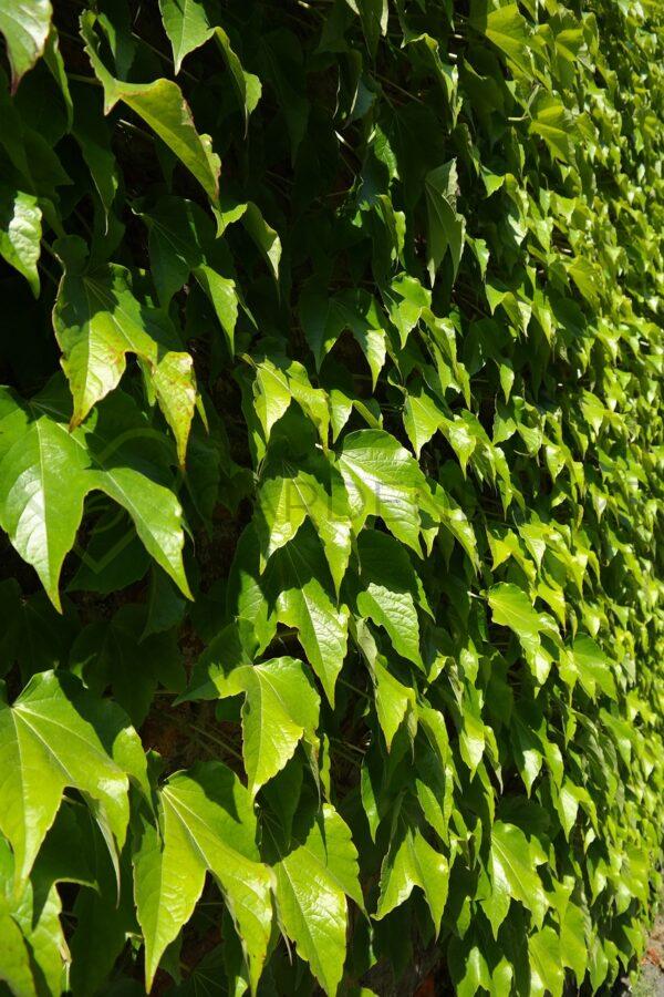 Winobluszcz trójklapowy Veitchii - Parthenocissus tricuspidata