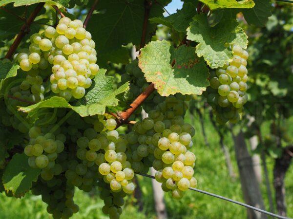 Winorośl Achilles - Vitis