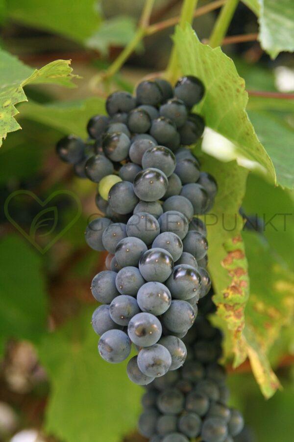 Winorośl Adel Mine - Vitis
