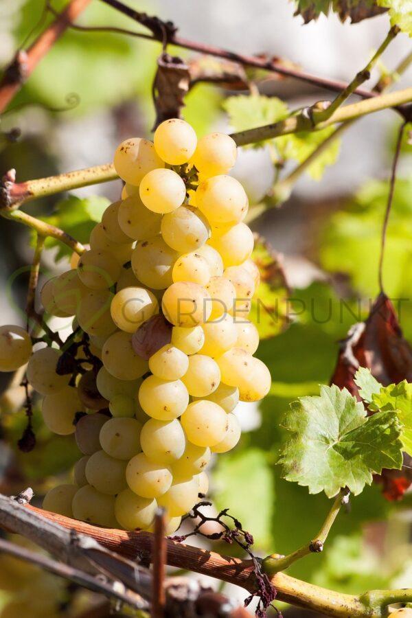 Winorośl Aleksa - Vitis