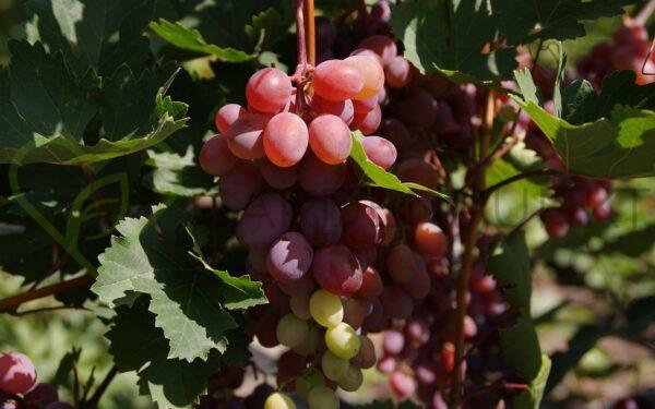 Winorośl Alladyn - Vitis