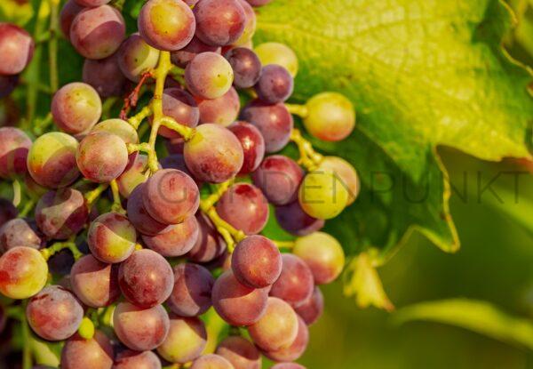 Winorośl Ametyst Nowoczerkasski - Vitis