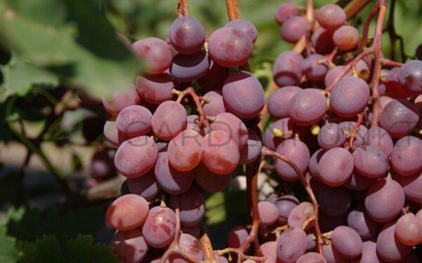 Winorośl Andriusza - Vitis