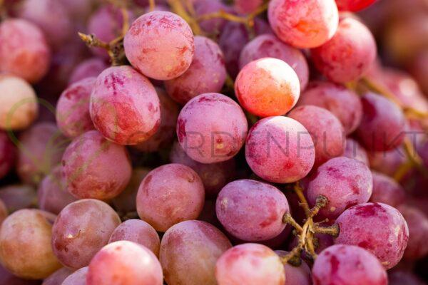 Winorośl Aniuta - Vitis