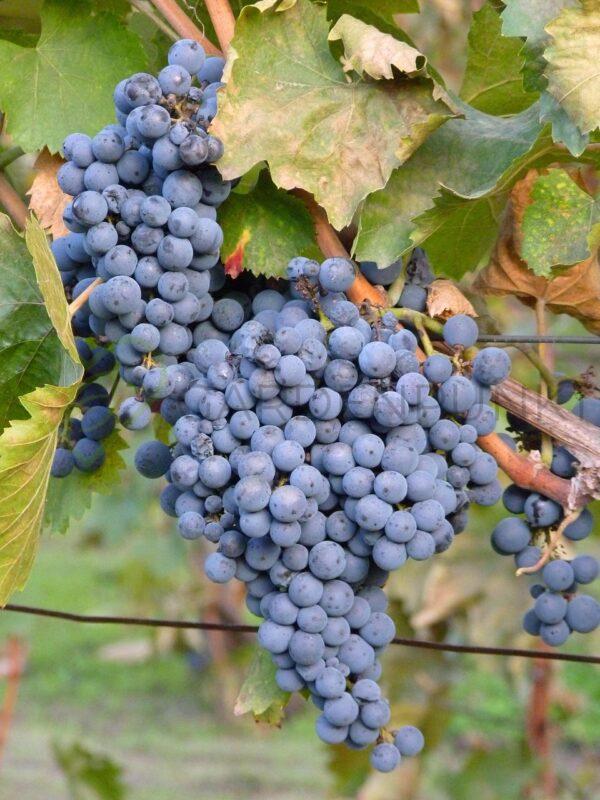 Winorośl Baron - Vitis