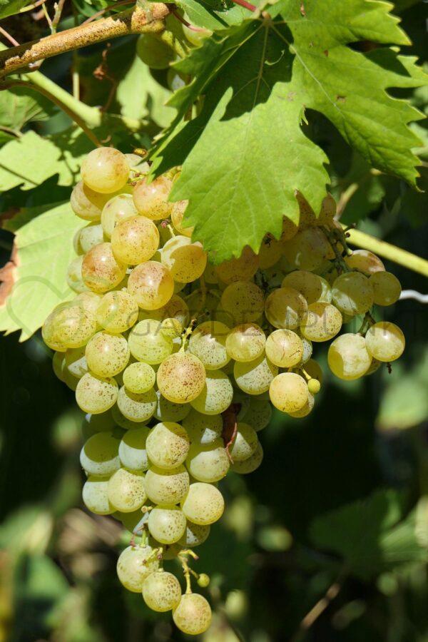 Winorośl Bianca - Vitis