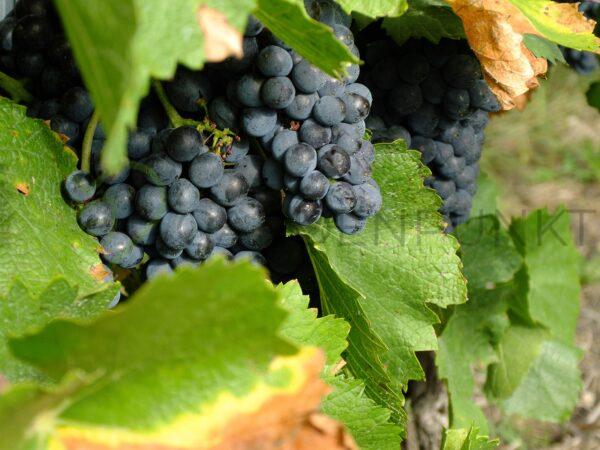 Winorośl Furszetnyj - Vitis