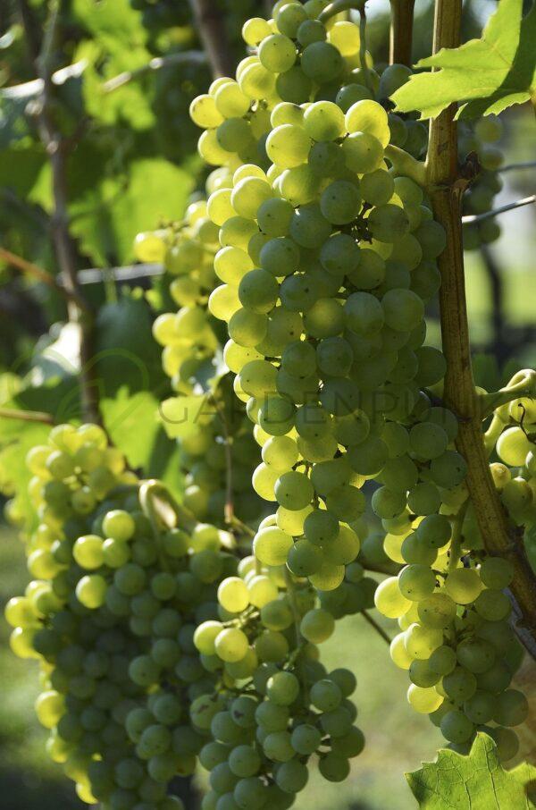 Winorośl Gałachad - Vitis