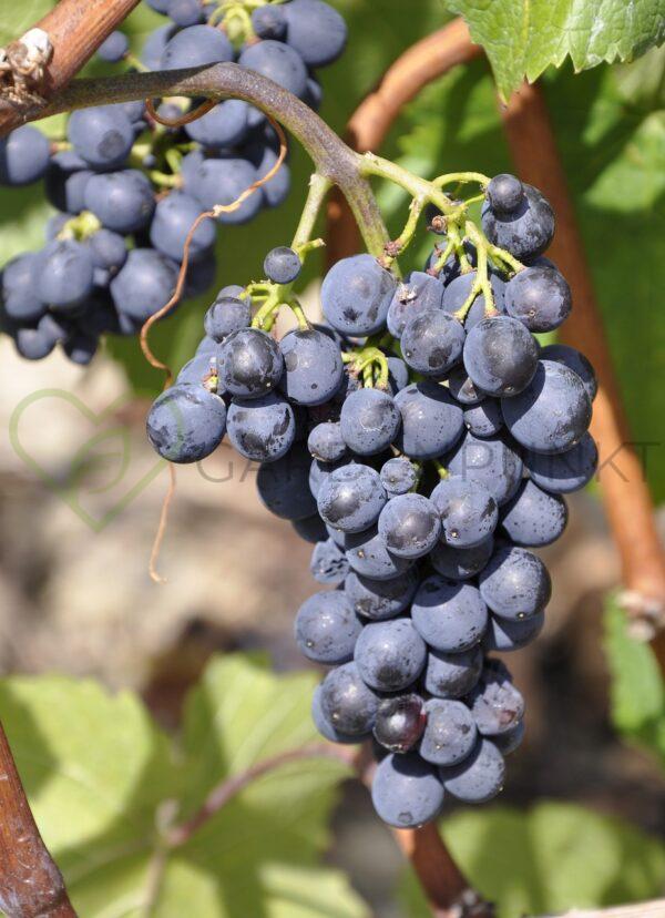 Winorośl Garmonia - Vitis