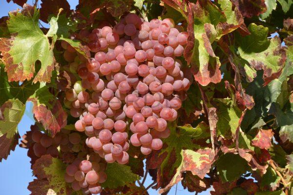 Winorośl Gurman Rannyj - Vitis