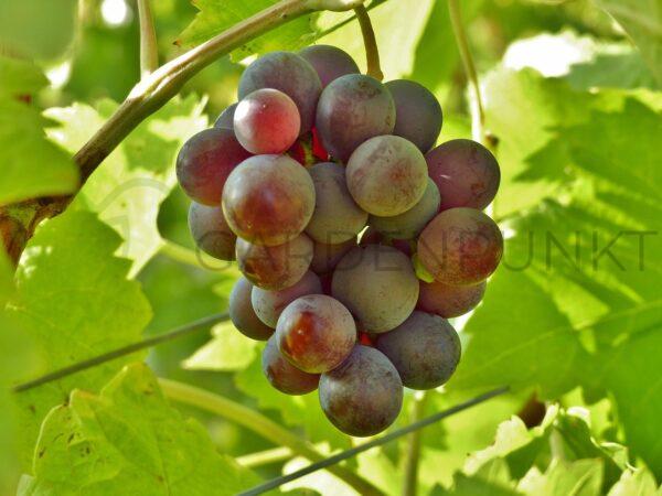Winorośl Kiszmisz Weles - Vitis