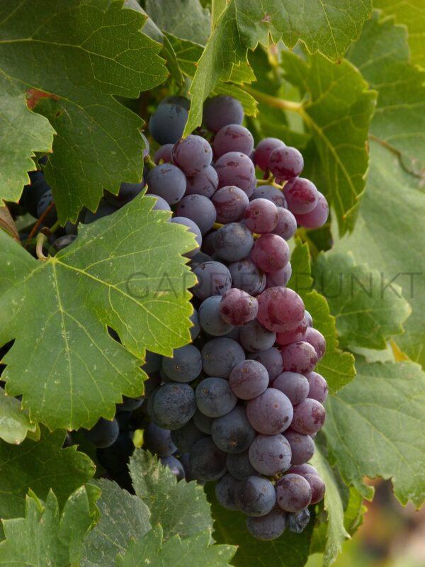 Winorośl Kiszmisz Zaporoski - Vitis