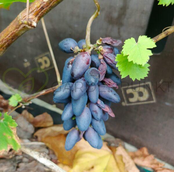 Winorośl Krasa Bałok - Vitis